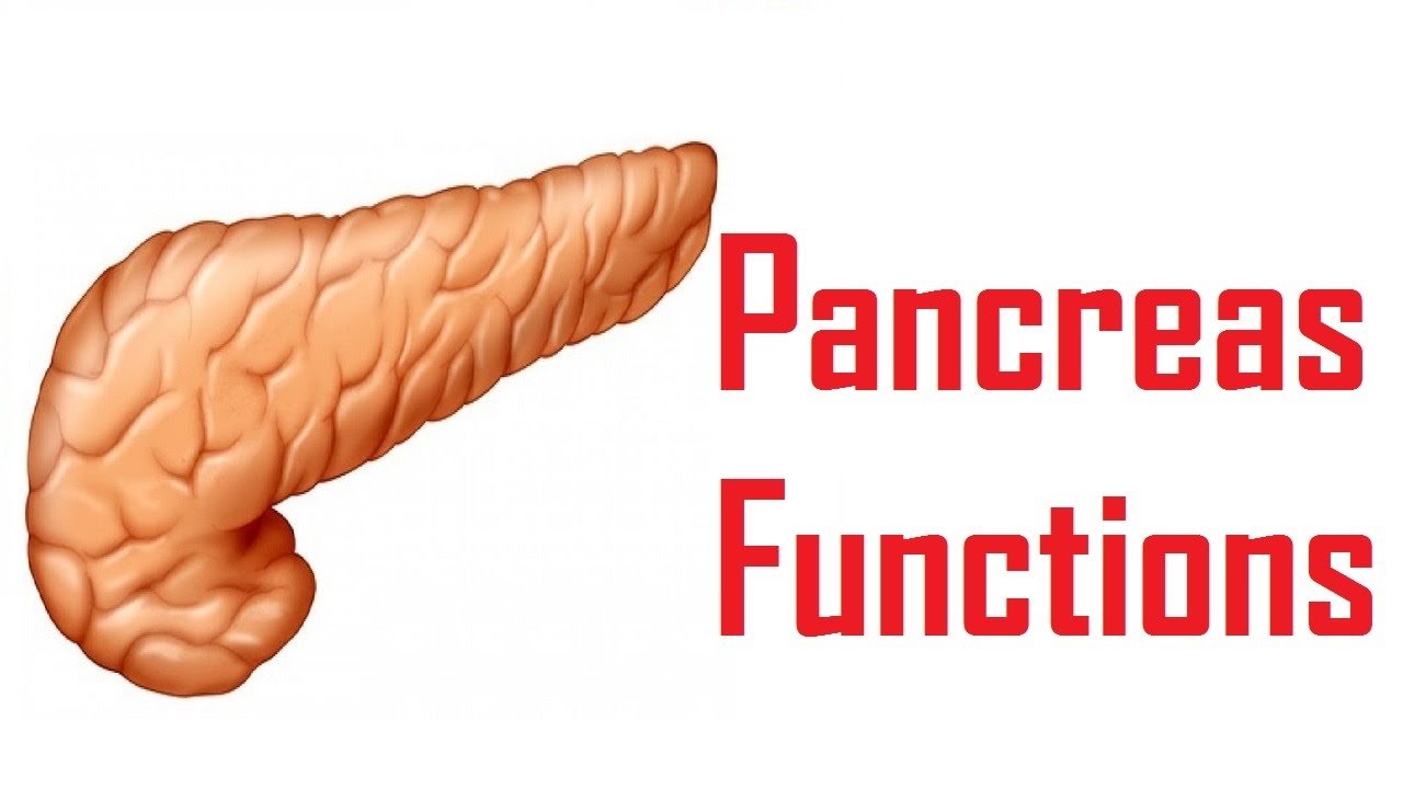 The Organ Called Pancreas