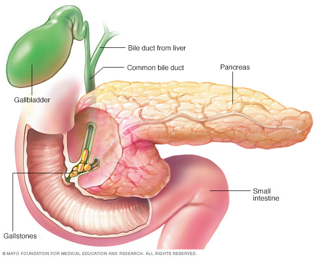 The Organ Called Pancreas