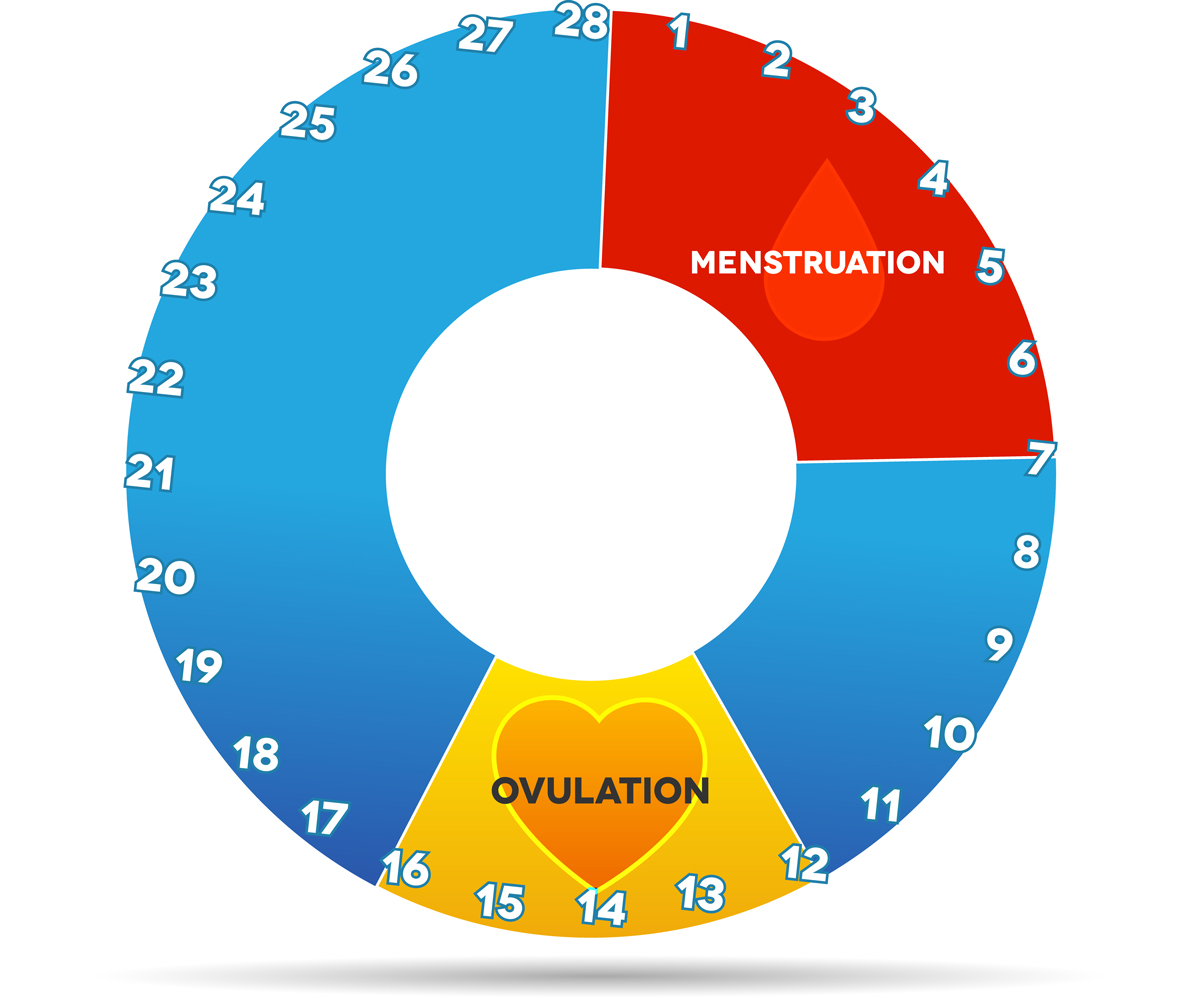 understanding-your-menstrual-cycle-plan-b-wellness