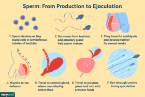 sperm azoospermia