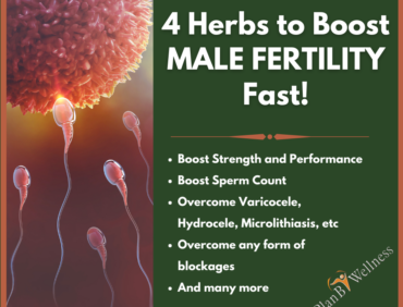 Top 4 Herbs to Boost Male Fertility Fast