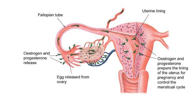 How Cells of the Fallopian Tubes are Affected by Hormones
