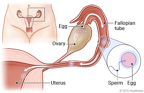 how does ovulation occur?