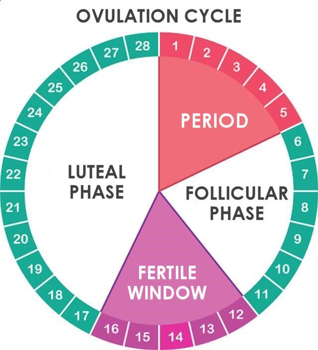 OVULATION CYCLE AND YOUR FERTILITY - Plan B Wellness