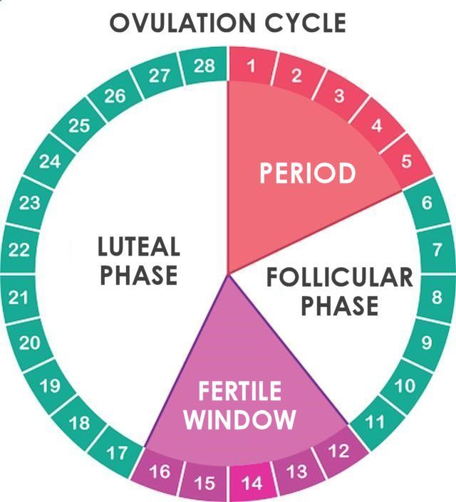 Ovulation Calculator: Find Your Fertile Window