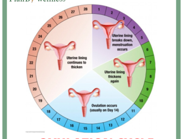 OVULATION CYCLE AND YOUR FERTILITY