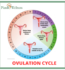 OVULATION CYCLE AND YOUR FERTILITY