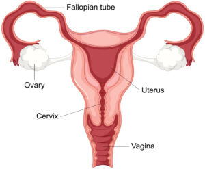 Structural Issues and Their Impact on Female Fertility